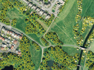Bluesky National Tree Map V2 - sample image